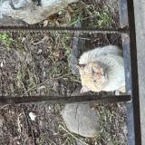 Photo de chat trouvé à Avancon