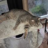 Photo de chat perdu à Garges Les Gonesse