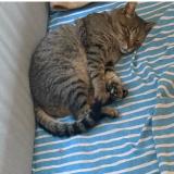 Photo de chat perdu à Mandelieu La Napoule