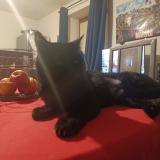 Photo de chat perdu à Carcassonne