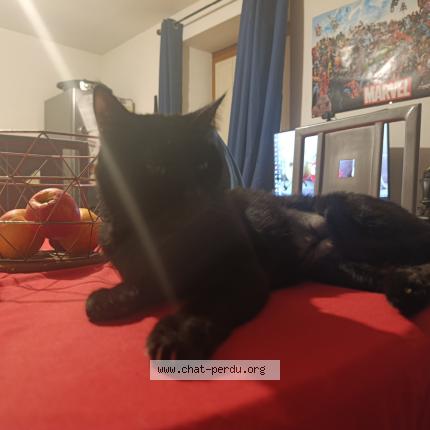 Photo 1/1 Nox Chat perdu à Carcassonne