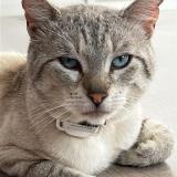 Photo de chat perdu à Chessy