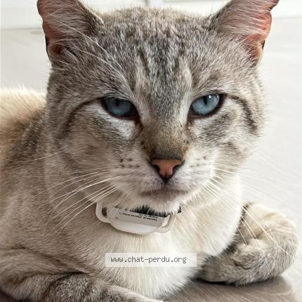 Photo 1/1 MINOU Chat perdu à Chessy