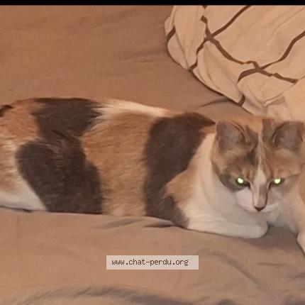 Photo 1/1 Milkha Chat perdu à Saint ouen