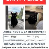 Photo de chat perdu à Toulouse