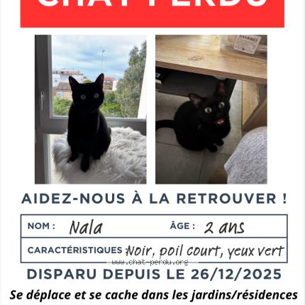 Photo 1/1 Nala Chat perdu à Toulouse