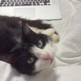 Photo de chat perdu à Bastia