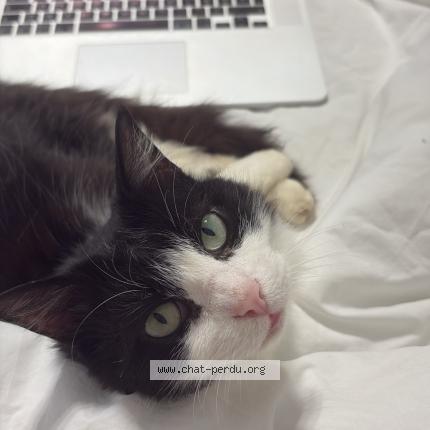 Photo 1/1 Savonette Chat perdu à Bastia