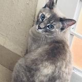 Photo de chat perdu à San Vicente