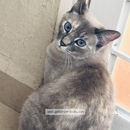 Photo 1/1 Luna Chat perdu à San vicente