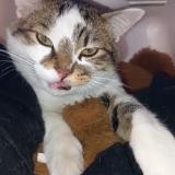 Photo de chat perdu à Clichy