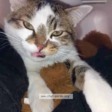 Photo 1/1 Pipou Chat perdu à Clichy