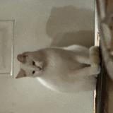 Photo de chat trouvé à Perdido