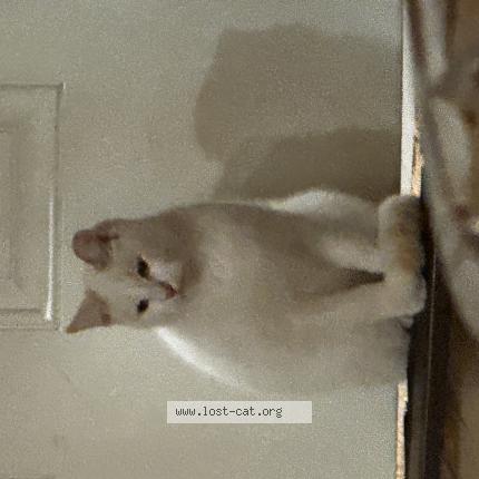 Photo 1/1 Chat trouvé Trouvé à Perdido