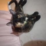 Photo de chat trouvé à Limpio