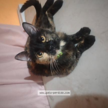 Photo 1/1 Chat trouvé Trouvé à Limpio