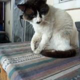 Photo de chat perdu à Aurora