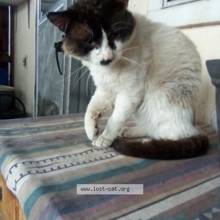 Photo 1/1 Ghost Chat perdu à Aurora