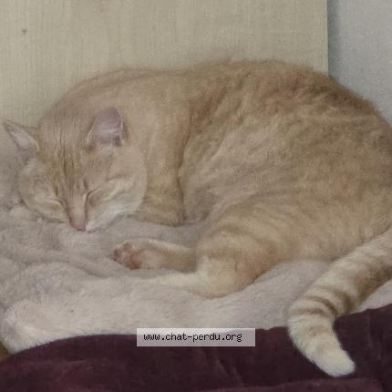 Photo 1/1 Chat retrouvé Perdu à Verrieres