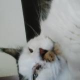 Photo de chat perdu à Villers Les Nancy