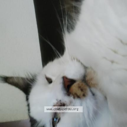 Photo 1/1 Magellan Chat perdu à Villers les nancy