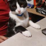 Photo de chat perdu à Cjhdad De Exjck