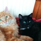 Photo de chat perdu à St Nicolas Du Pelem