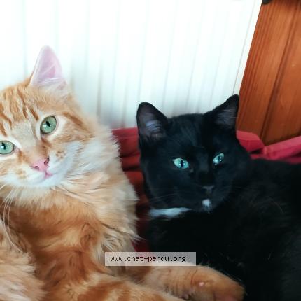 Photo 1/1 Diabolo Chat perdu à St nicolas du pelem