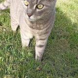 Photo de chat perdu à Chahaignes