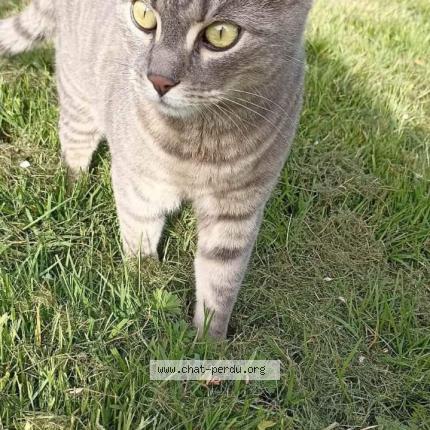 Photo 1/1 Chaton Chat perdu à Chahaignes