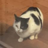 Photo de chat trouvé à Orsan