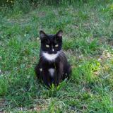 Photo de chat perdu à Niort