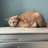 Photo de chat trouvé à Yverdon Les Bains