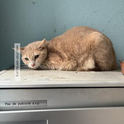 Photo 1/1 Chat trouvé Trouvé à Yverdon les bains