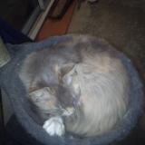 Photo de chat perdu à Vazerac