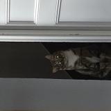 Photo de chat perdu à Herblay