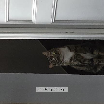 Photo 1/1 Simba Chat perdu à Herblay