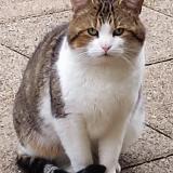 Photo de chat trouvé à Nanteuil Les Meaux