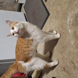 Photo de chat trouvé à Le Bourgneuf La Foret