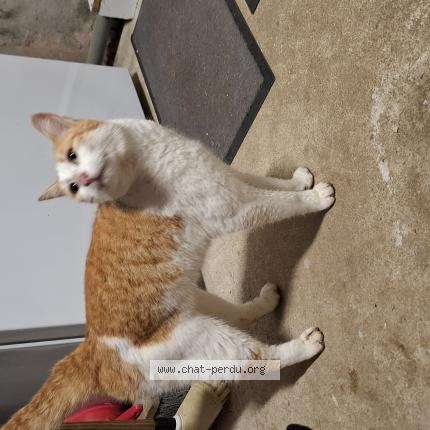 Photo 1/1 Chat trouvé Trouvé à Le bourgneuf la foret