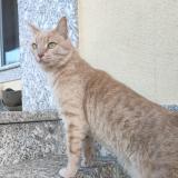 Photo de chat perdu à Saint Ouen Sur Seine