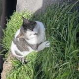 Photo de chat perdu à Camaret Sur Aygues
