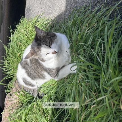 Photo 1/1 Shadow Chat perdu à Camaret sur aygues