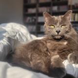 Photo de chat perdu à Osse