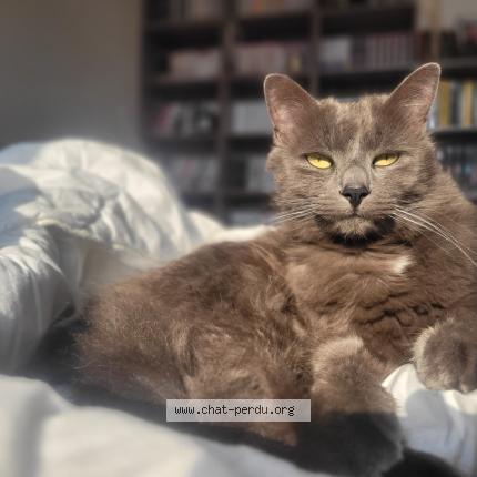 Photo 1/1 Roméo Chat perdu à Osse