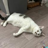 Photo de chat perdu à Chanceaux Sur Choisille