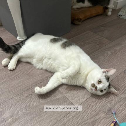 Photo 1/1 Chat-kira Chat perdu à Chanceaux sur choisille