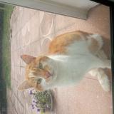 Photo de chat trouvé à Saint Genis Laval