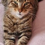 Photo de chat perdu à Lagnieu