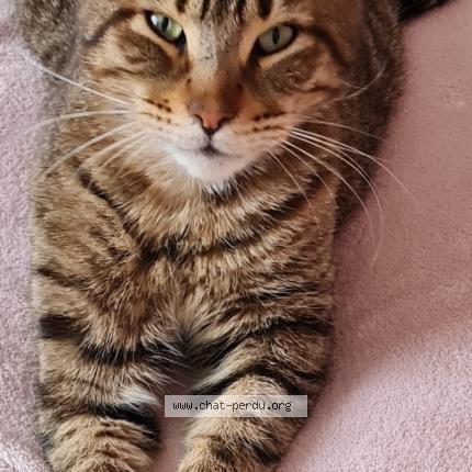 Photo 1/1 Simba Chat perdu à Lagnieu